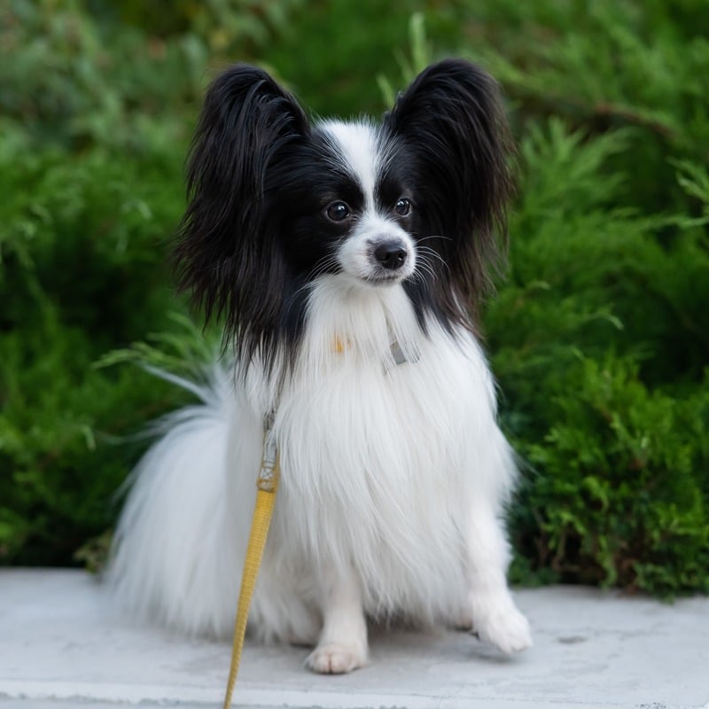 perros con orejas largas papillon