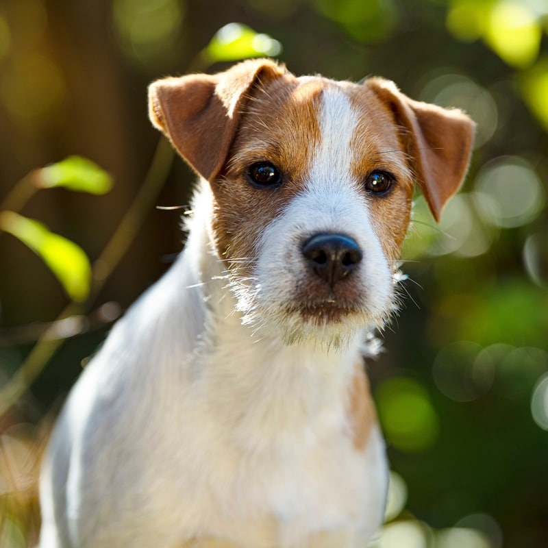 perros con orejas largas parson russell terrier