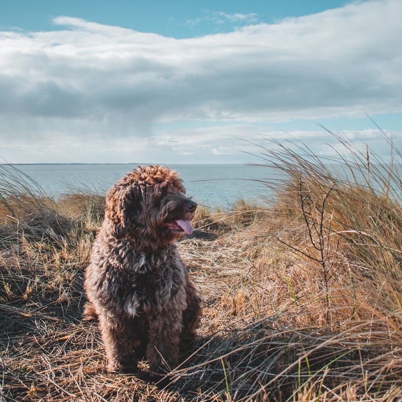 perro de agua español