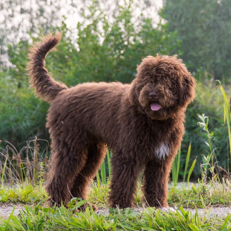 perro de agua francés