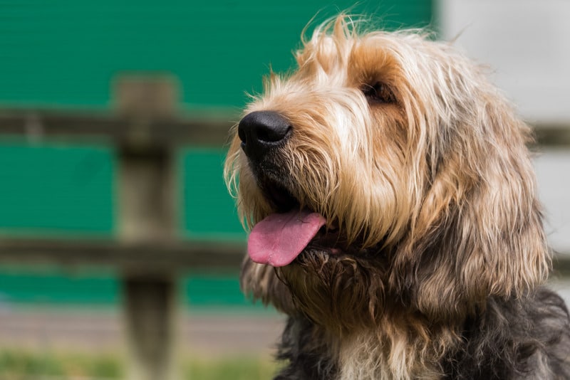 perro de nutria