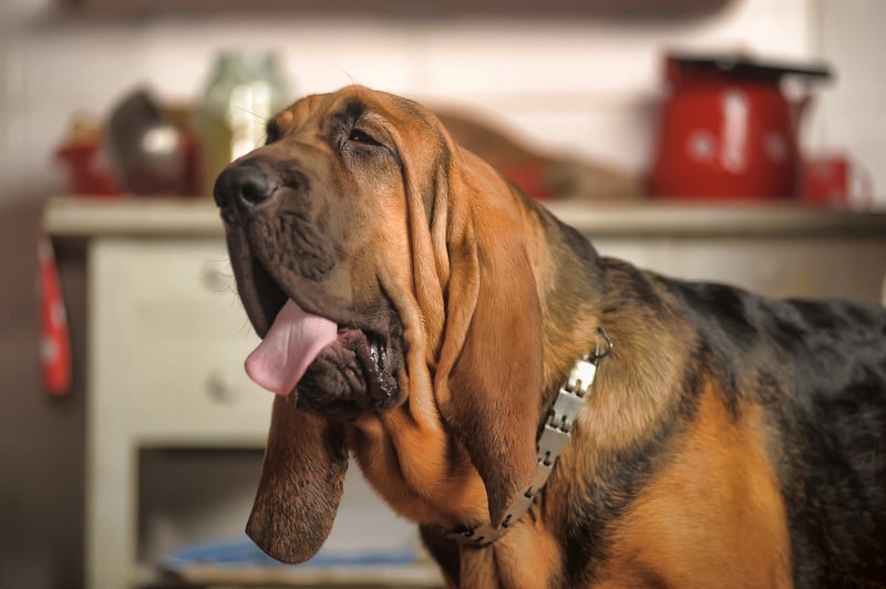 Perro san huberto con orejas grandes