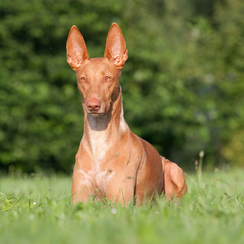 perro del faraón con orejas largas