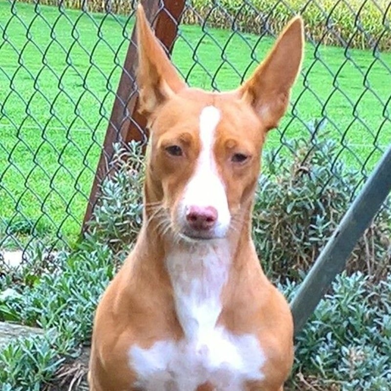 podenco andaluz maneto