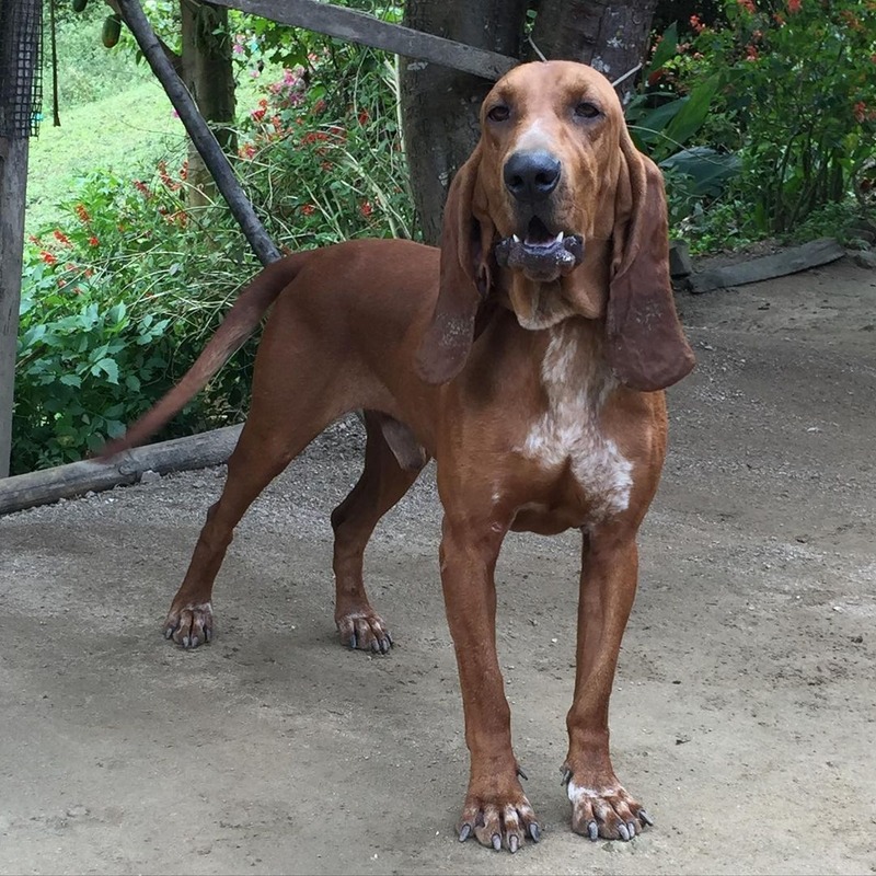 perros con orejas largas sabueso fino colombiano