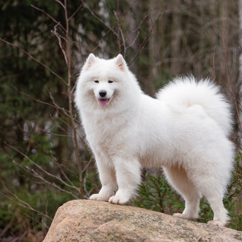 perros con orejas largas samoyedo