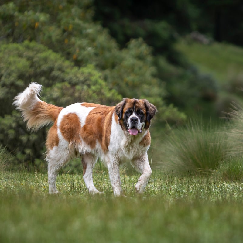 perros con orejas largas san bernardo