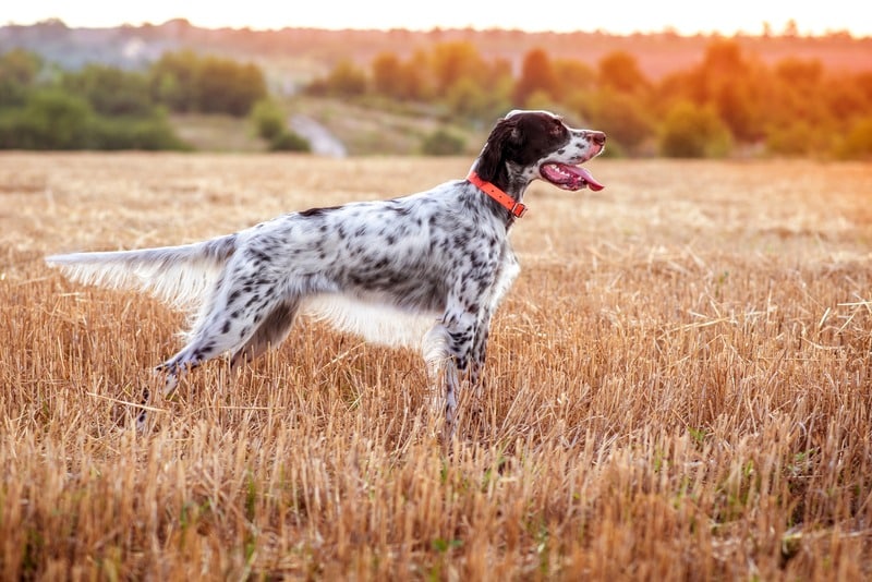 perros con orejas largas setter ingles