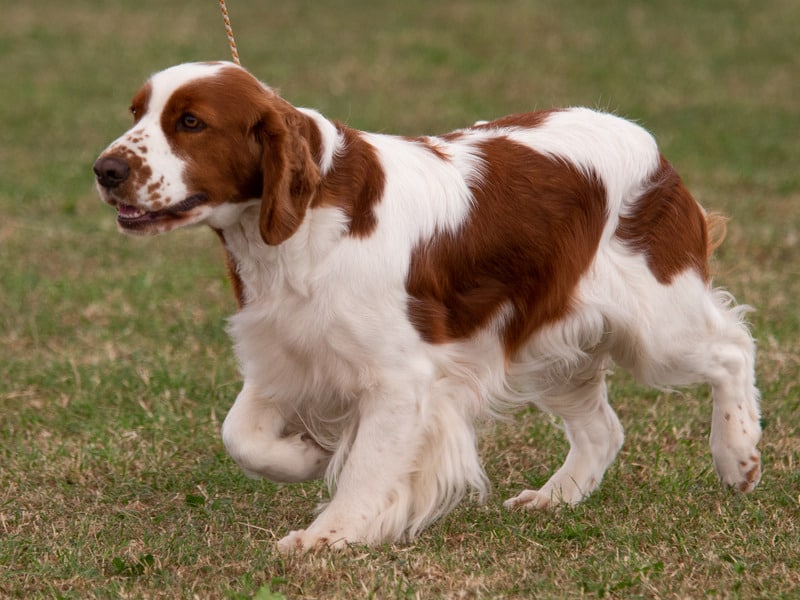 perros con orejas largas setter irlandés rojo y blanco