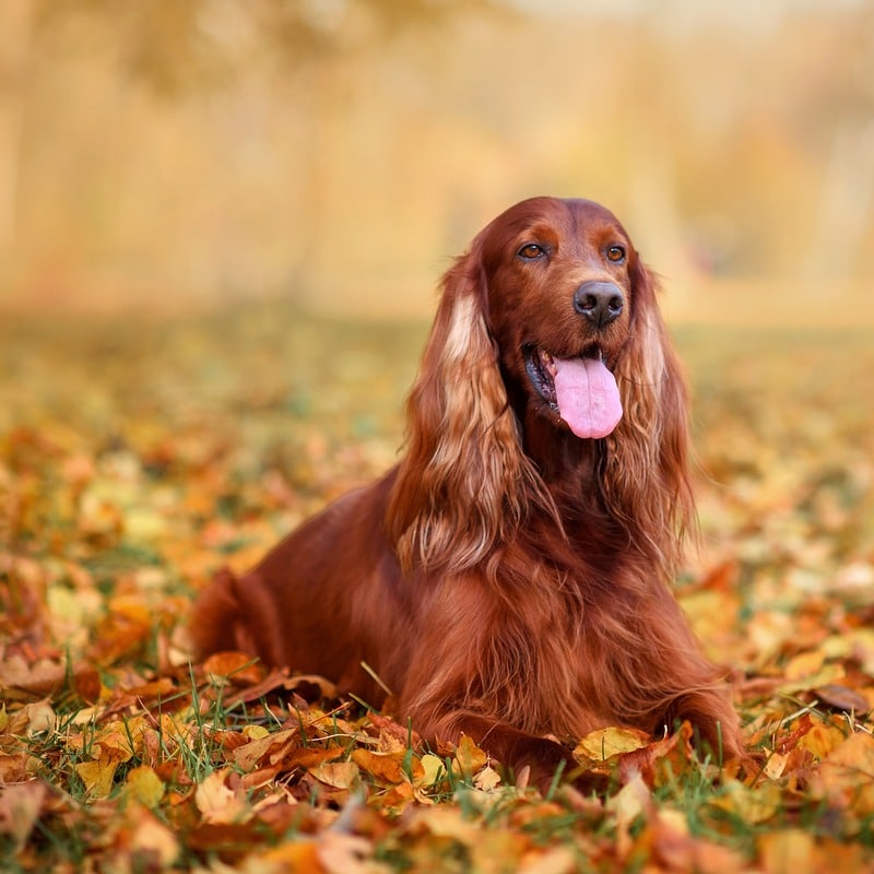 perros con orejas largas setter irlandés