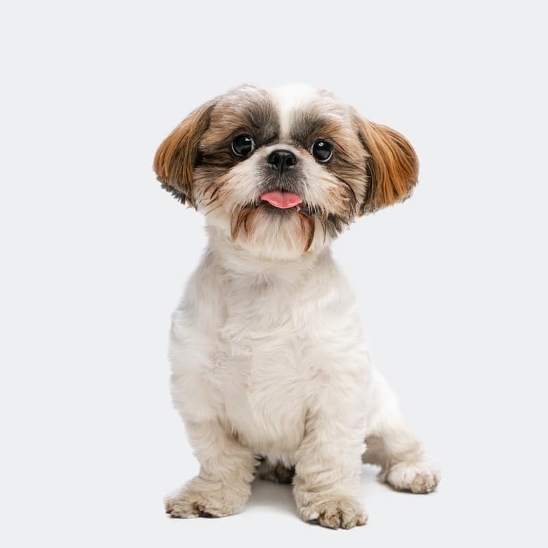 perros con orejas largas shih-tzu