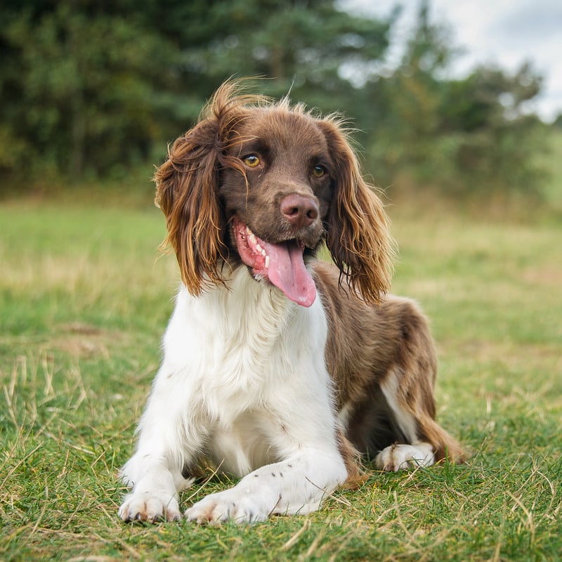 Springer Spaniel Inglés