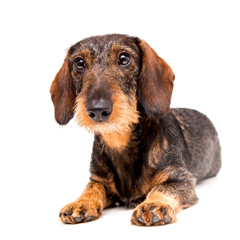 perros con orejas largas teckel de pelo duro