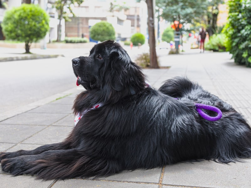 perros con orejas largas terranova