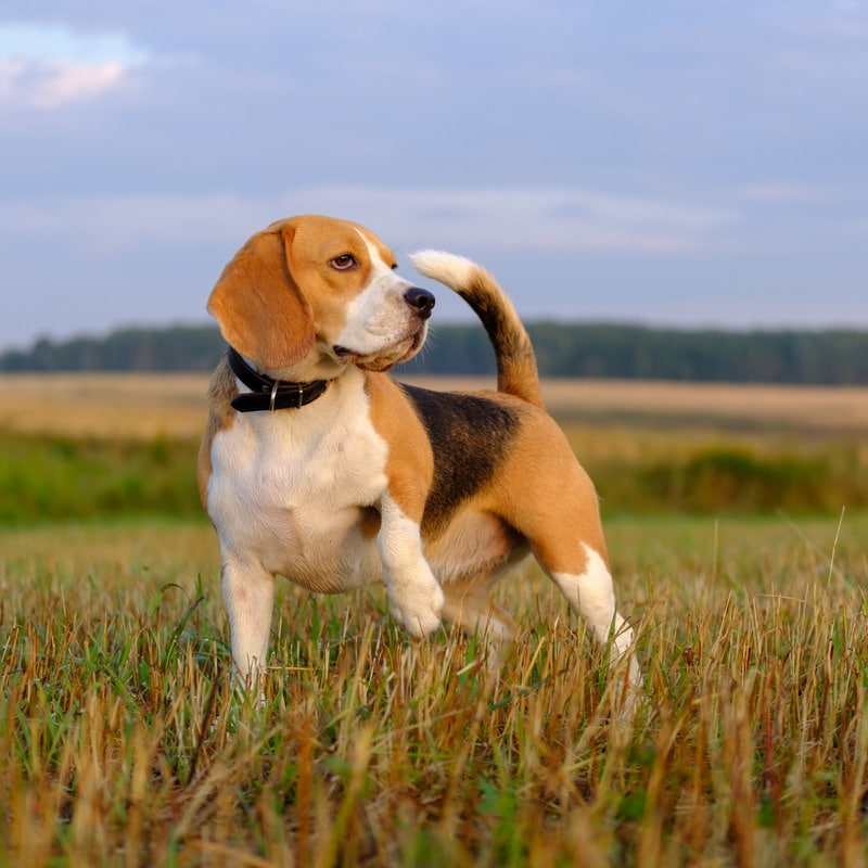 perros con orejas largas Beagle