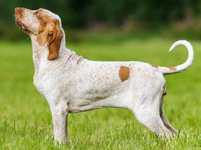 perros con orejas largas braco italiano