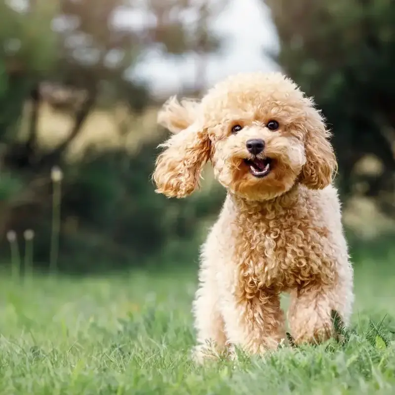 Caniche Enano