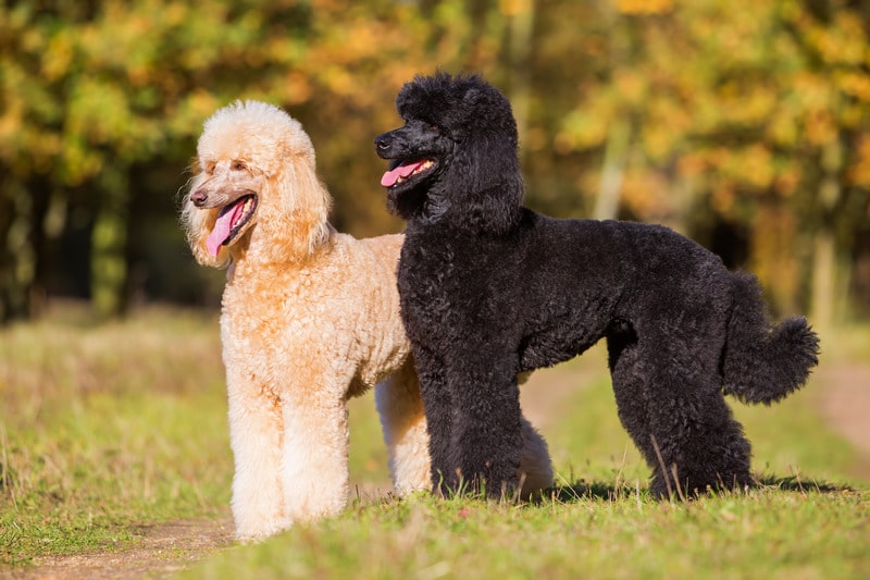 perros con orejas largas caniche gigante