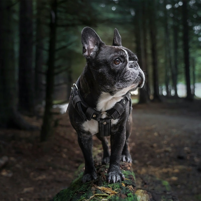 perros con poco pelo Bulldog Francés