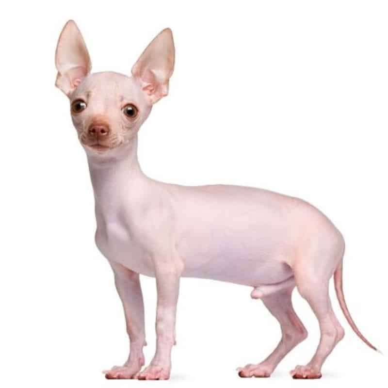 Chihuahua sin pelo