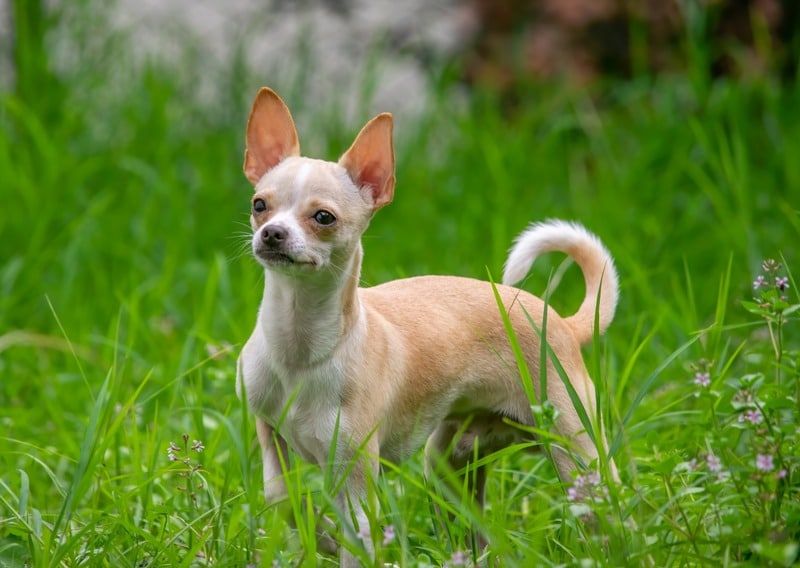 Chihuahua