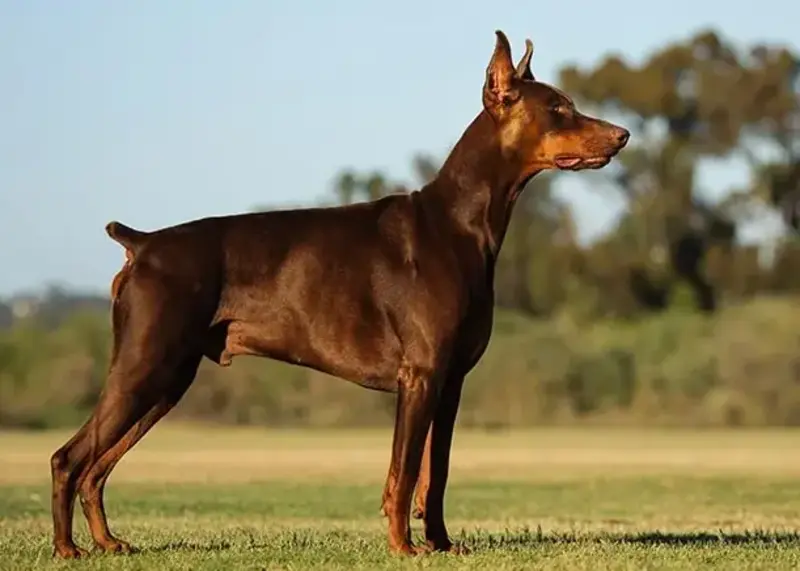 Doberman Pinscher 