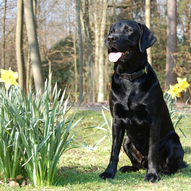 perros con poco pelo Labrador