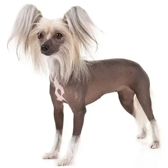 perros con pelo corto Perro Crestado Chino 