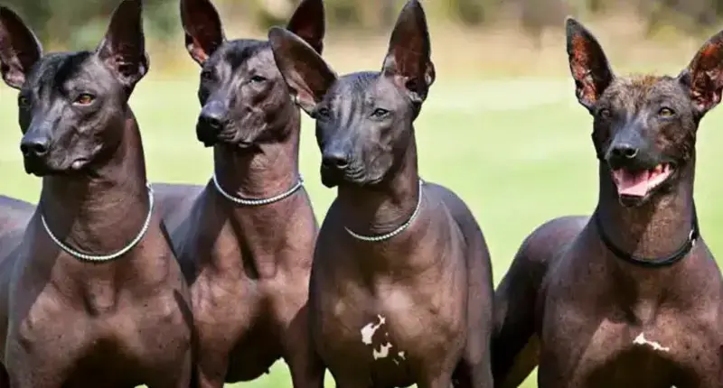 Perro Pila Argentino 