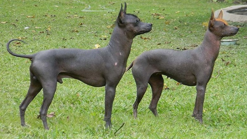 Perro sin Pelo Boliviano