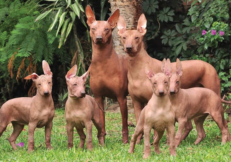 perros con poco pelo Perro sin Pelo del Perú