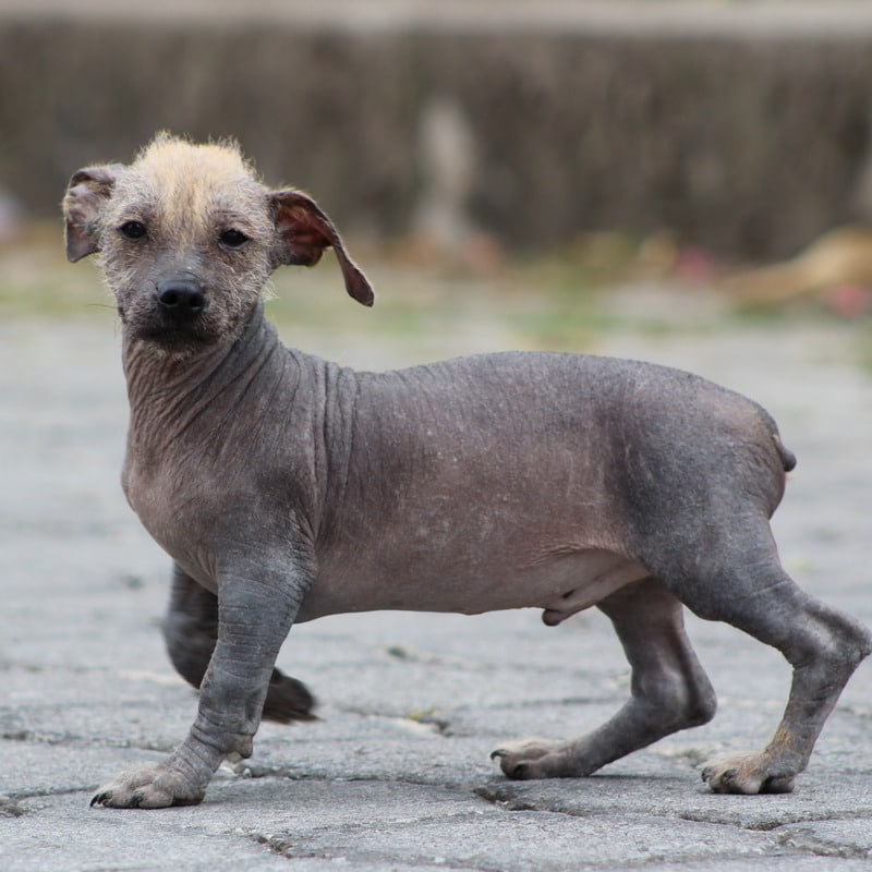 Perro sin Pelo Ecuatoriano