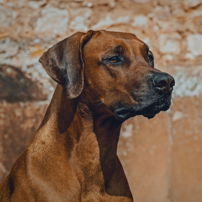 Rhodesian Ridgeback