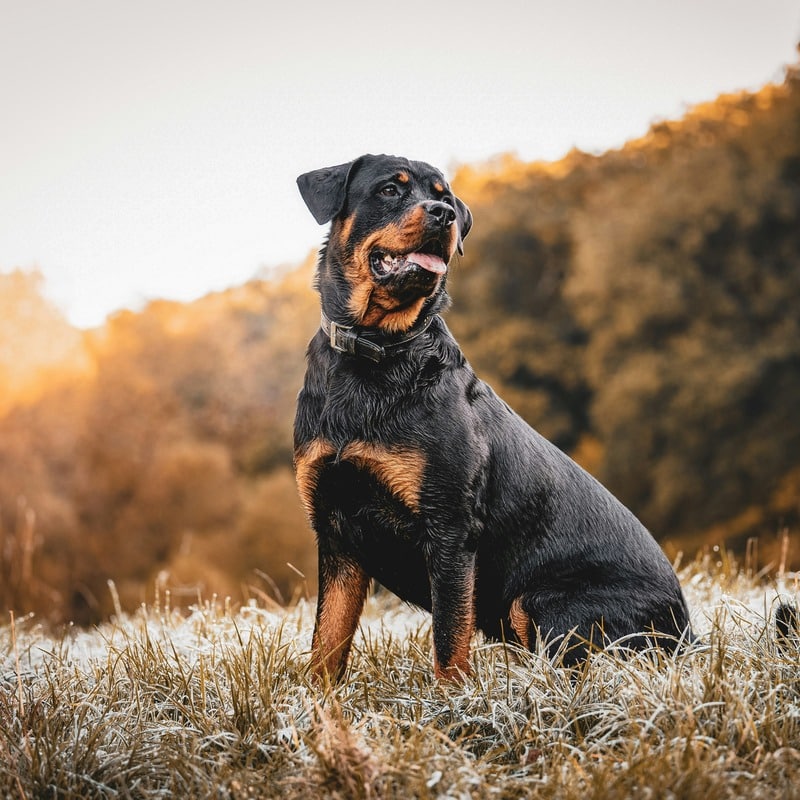 Rottweiler