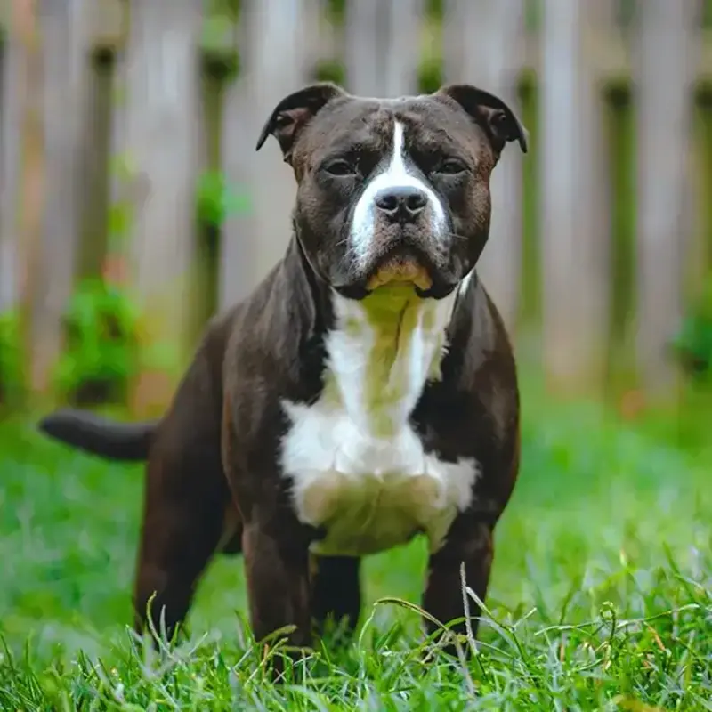 Staffordshire Bull Terrier 