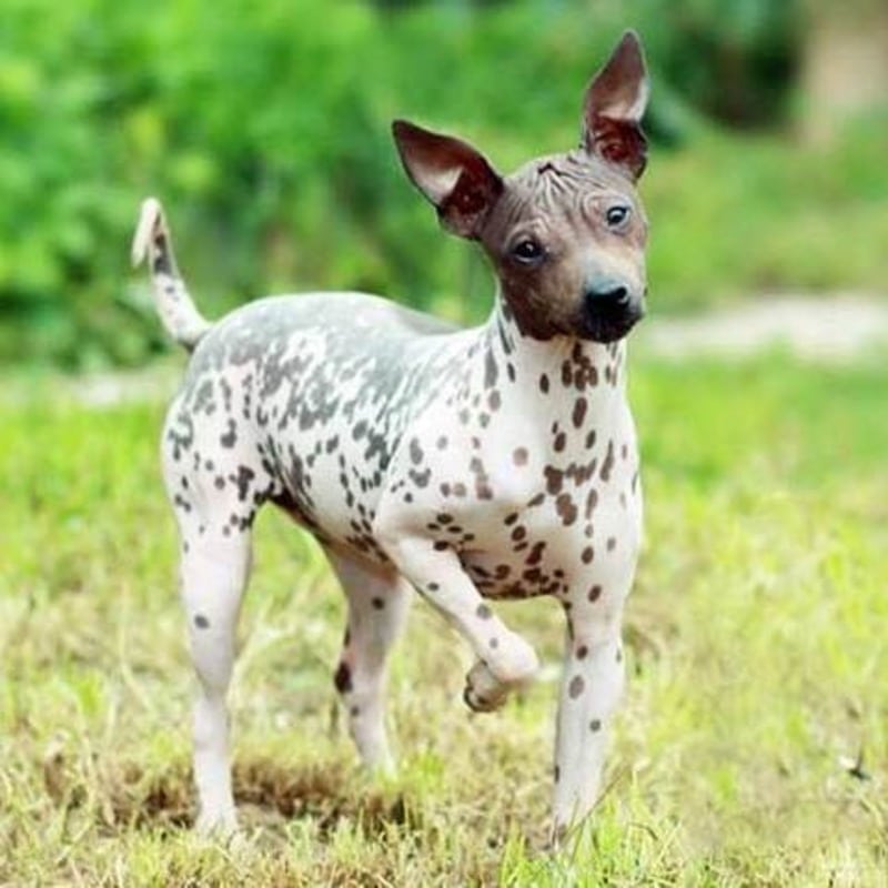 perros con poco pelo Terrier Americano sin Pelo