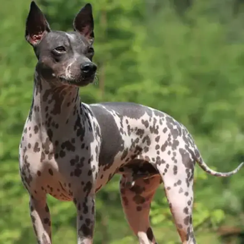 Terrier de Arena Abisinio 