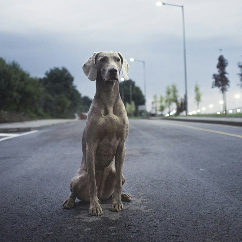 Weimaraner