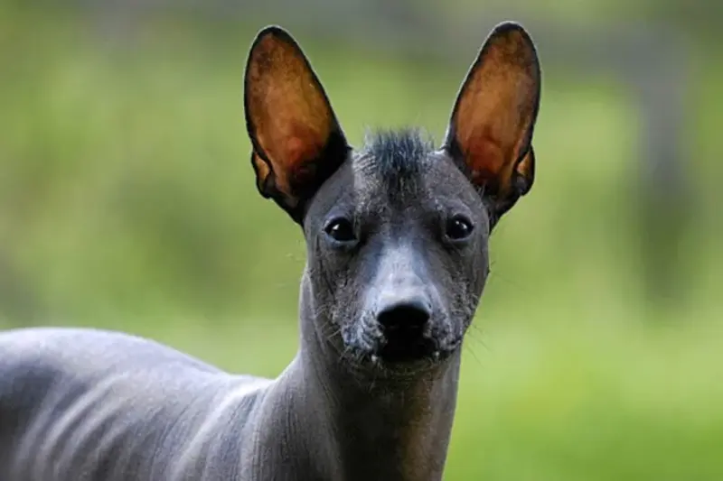 perros con poco pelo Xoloitzcuintle 