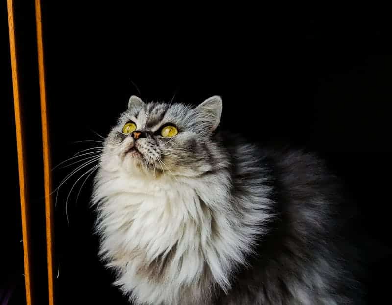 Ficha del gato persa