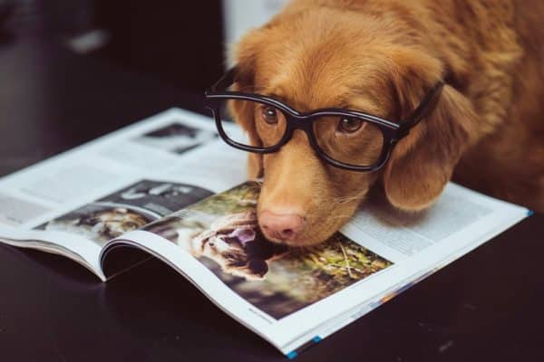 10 consejos para educar a tu cachorro con amor y respeto