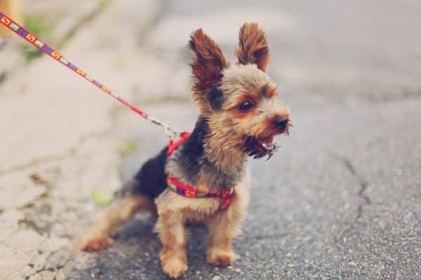 Cuándo puede salir un cachorro a la calle sin peligro