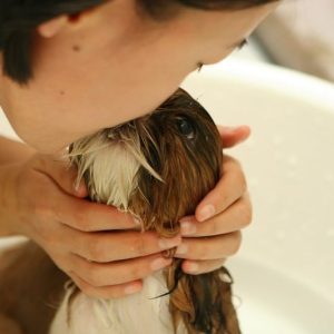 Cuándo se puede bañar a un cachorro por primera vez