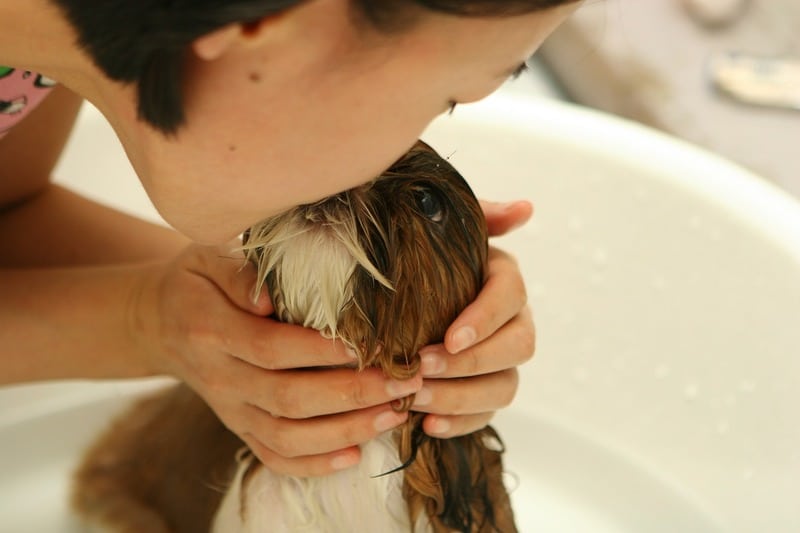 cuando se puede bañar a un cachorro. unsplash