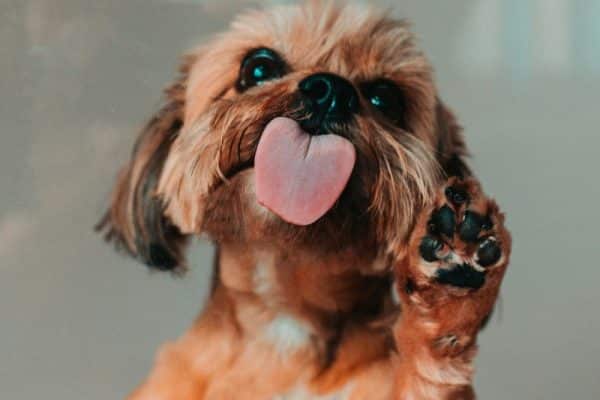 Qué hacer si tu cachorro se come su caca