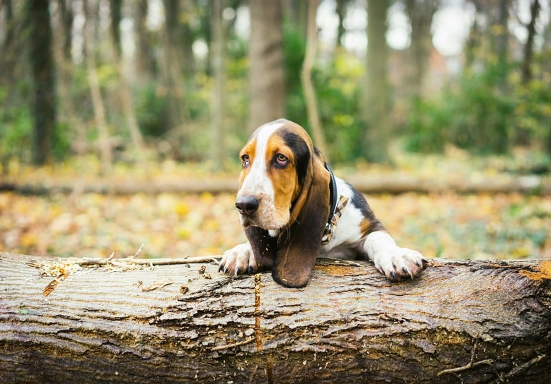 Basset Hound.