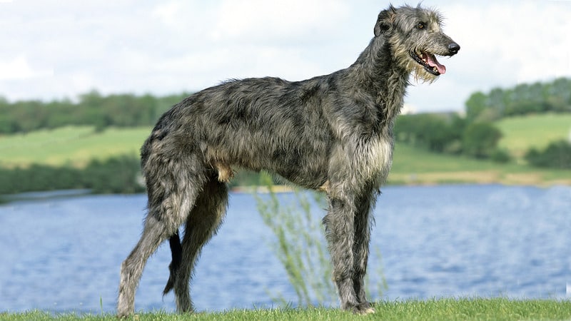 Deerhound