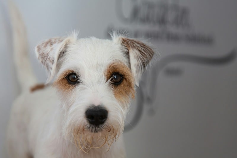 Parson Russell Terrier