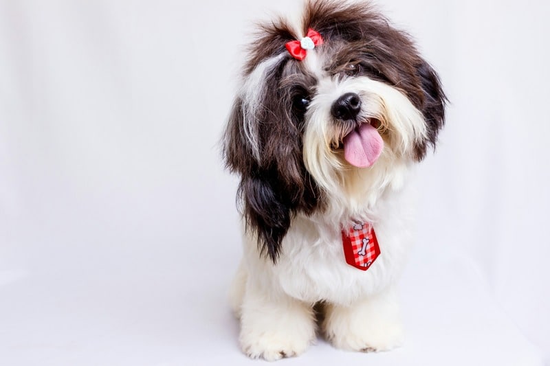 Shih Tzu