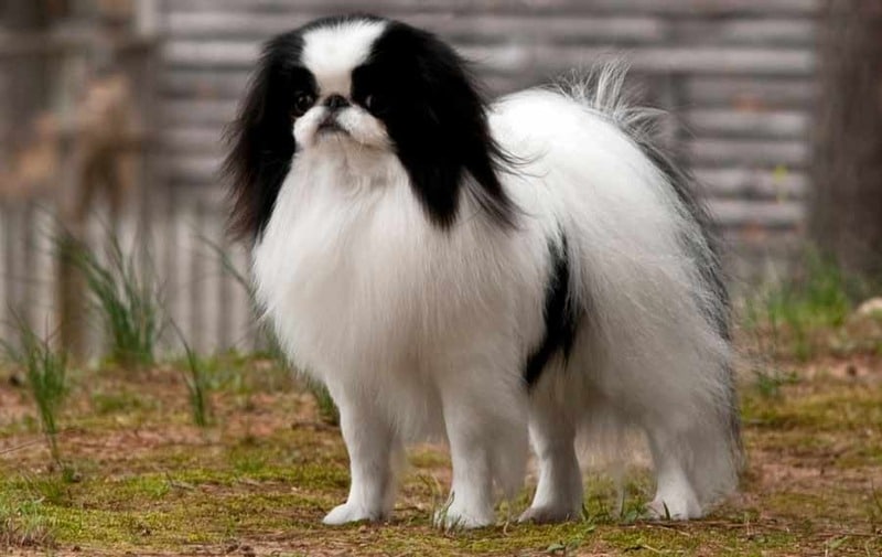 Japanese-Chin .